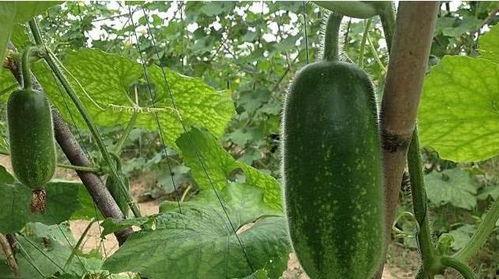 吃土瓜会咳嗽,揭秘常见食物引起的呼吸道不适