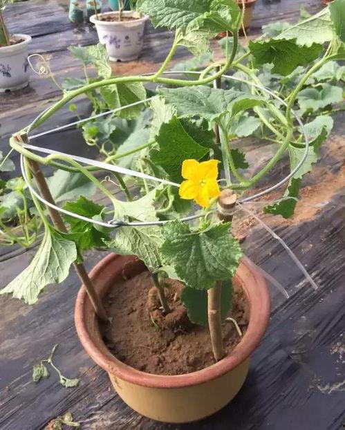 青州特产银瓜怎么吃,多味食法，尽享特色美食之旅