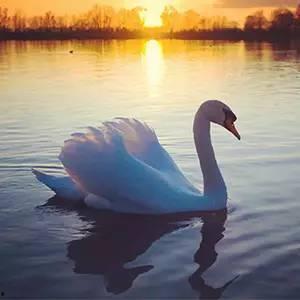 天鹅湖吃瓜,揭秘宫廷秘闻与民间传说