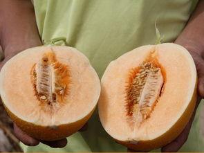 怎么在贴吧吃瓜,轻松成为瓜界达人