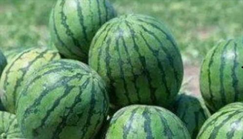 宫子商吃瓜,商界女强人宫子商的吃瓜日常