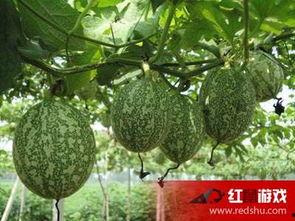 青色吊瓜怎么吃