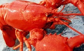 吃瓜大龙虾,探寻吃瓜大龙虾的独特魅力