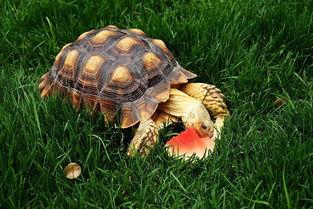 陆龟 吃瓜,探索它们对瓜果的喜爱与营养价值