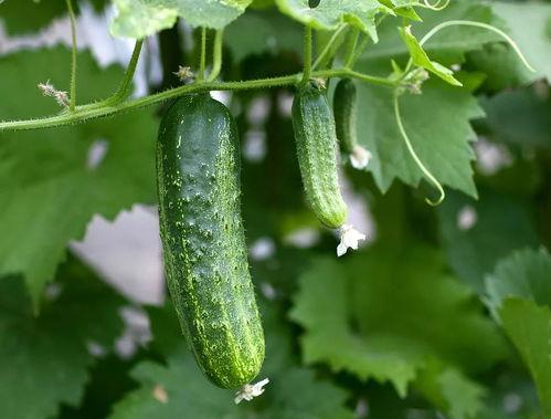 大家都在吃瓜下句,揭秘娱乐圈最新热点事件