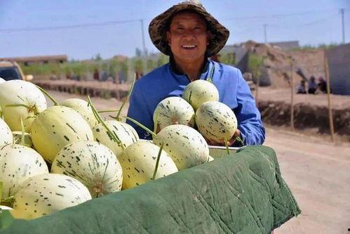 瓜州县免费吃瓜,免费瓜果盛宴，共享甜蜜时光