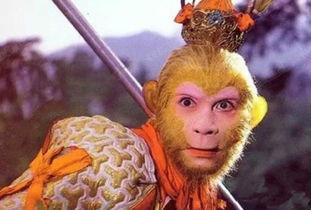 孙悟空吃瓜中毒视频,揭秘神奇动物界的神秘瓜果之谜