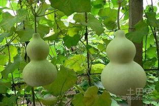 葫芦瓜可天天吃,每日养生，健康生活必备佳品